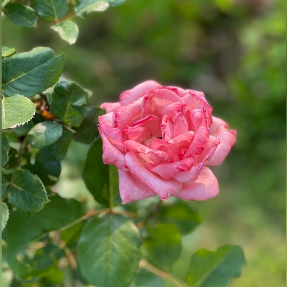 sugar scrubs gift pkg w essential oils, for mom, sis, daughter, etc, custom - Picture 6 of 16